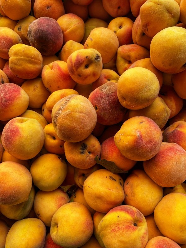 Comment planifier une expédition de pêche au homard en Nouvelle-Écosse, Canada?